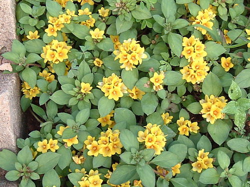 Lysimachia congestiflora